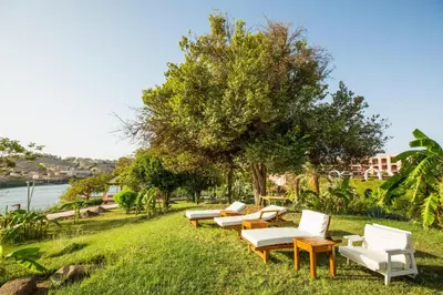 a row of white chairs sitting next to a tree at Pyramisa Island Hotel Aswan in Aswan