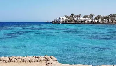 a group of sheep on a beach near the ocean at Diamond Arabia Orange in Hurghada