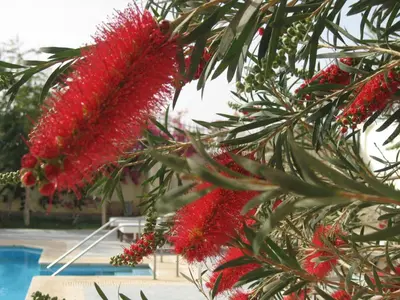 a bunch of red flowers hanging from a tree at Villa Shahrazad Hurghada in Hurghada