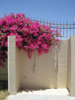 a bunch of pink flowers hanging from a wall at Villa Shahrazad Hurghada in Hurghada