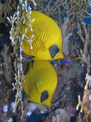 two yellow fishes are sitting on the reef at Coral Sun Beach in Safaga