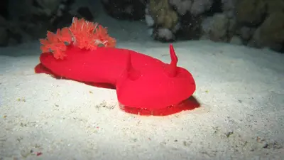a red chili pepper sitting on top of snow at Coral Sun Beach in Safaga