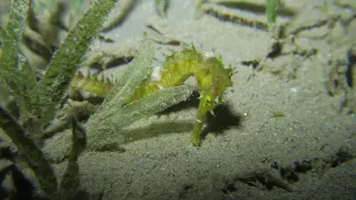 a yellow scorpion in the sand with some plants at Coral Sun Beach in Safaga