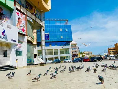 a flock of pigeons walking on a city street at Angie House Embassy area with wi fi in Hurghada