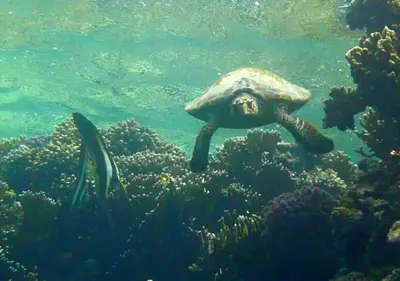a sea turtle swimming in the ocean with a fish at Sharm El Naga Resort and Diving Center in Hurghada