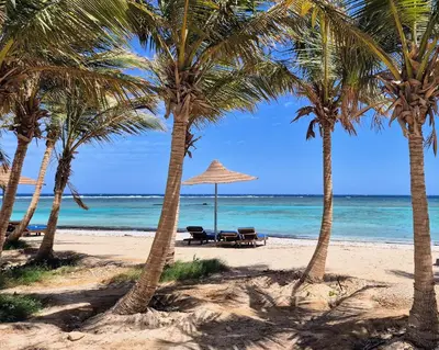 a beach with palm trees and a chair and an umbrella at Mangrove Bay Resort in Quseir