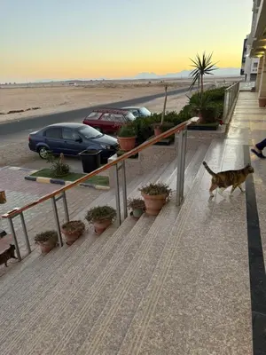 a cat walking down the stairs to the beach at Cozy little studio near Kite station. in Hurghada