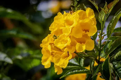 a cluster of yellow flowers on a tree at Silver Beach Boutique Hotel in Quseir