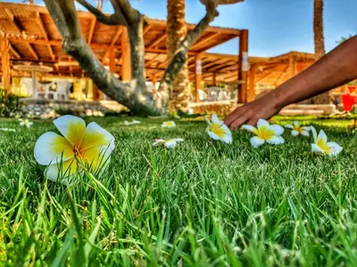 a person reaching for flowers in the grass at Palm Beach Resort Families and Couples only in Hurghada