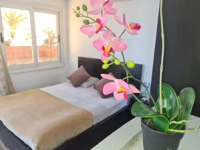 a bedroom with a bed and a potted plant at Lilly Rooms and Studio in Hurghada
