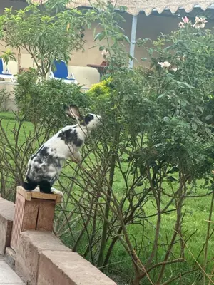 a black and white rabbit sitting on top of a bush at New Memnon Hotel in Luxor