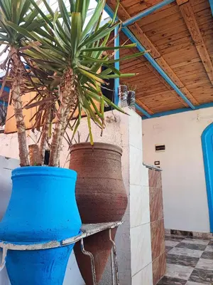 two large potted plants sitting on a shelf at Nubian Paradise in Aswan