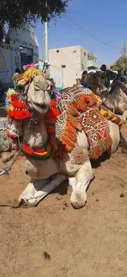 a camel laying on the ground in the dirt at NiLe ViEW RANA NUbian Guest HOUES in Aswan