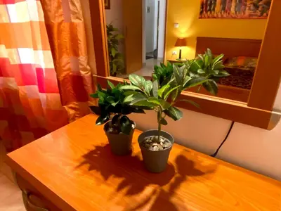 two potted plants sitting on top of a wooden table at Jazz House Hurghada canter with WI FI in Hurghada