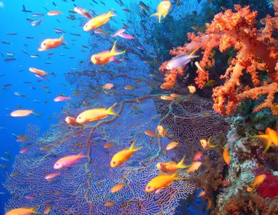 a school of fish on a coral reef at Casa Cook El Gouna - Adults Only in Hurghada