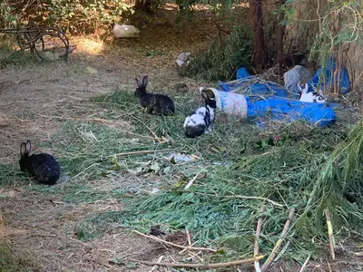 three black rabbits are sitting on the grass at Nubian Farm Aswan in Aswan