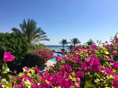 a garden of flowers with the ocean in the background at TUI MAGIC LIFE Kalawy in Hurghada