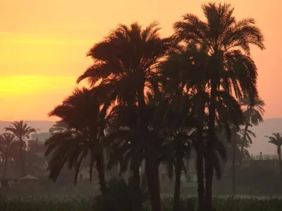 a group of palm trees in front of a sunset at Hermina Guest House in Luxor