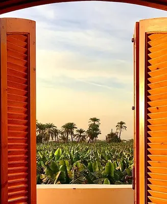 a window view of a corn field with palm trees at Dar Lina Guesthouse Luxor in Luxor