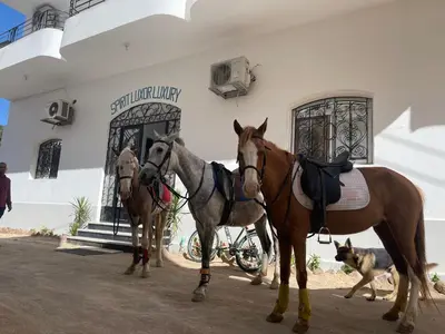 two horses and a dog standing outside of a building at Spirit Luxor Luxury in Luxor