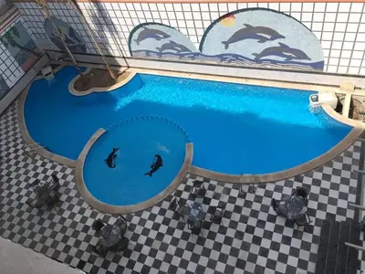 a swimming pool with dolphins in the water at apartman Sheraton plaza 419 in Hurghada