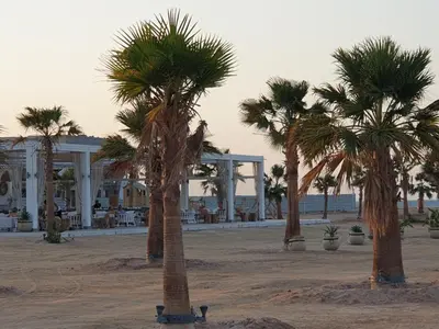 a group of palm trees on a sandy beach at luxury apartment at Mangroovy El Gouna in Hurghada