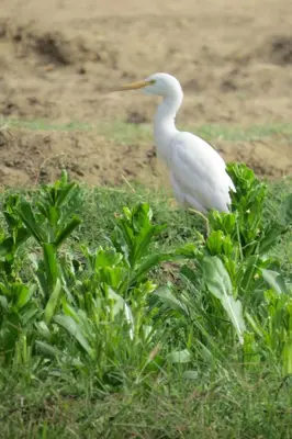 a white bird is standing in the grass at Krouma Camp & Ecolodge in Aswan
