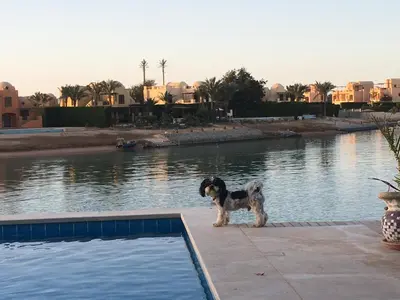 a dog standing next to a swimming pool at Charming Lagoon Villa with pool Egyptian Style -Sabina 117 in Hurghada