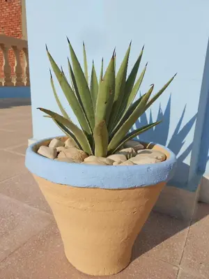 a plant in a pot sitting on the ground at Villa Diletta Luxor in Luxor