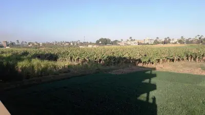 a field of crops with the shadows of people at Moonlight Home in Luxor