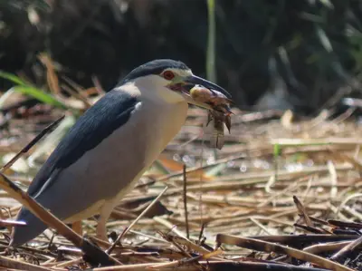 a bird standing on the ground holding a insect in its mouth at Luxor Old Nile Hotel in Luxor