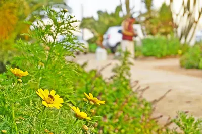 a garden with yellow flowers and a person in the background at The Touristic Promenade Apartment in Hurghada