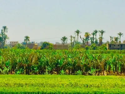 a field of corn with palm trees in the background at Bob Marley Guest House in Luxor