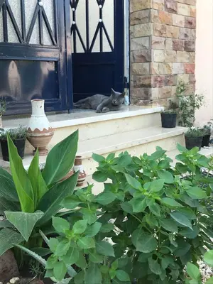 a cat laying on the steps in front of a door at Luxury Ground Floor Appartment , BEST mountain views! near Temples in Luxor