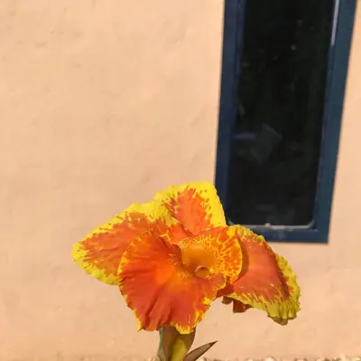 a yellow and orange flower in front of a window at Luxury Ground Floor Appartment , BEST mountain views! near Temples in Luxor