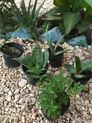 a group of plants in pots on a pebble ground at Luxury Ground Floor Appartment , BEST mountain views! near Temples in Luxor