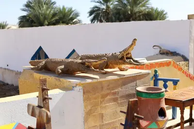 a lizard laying on top of a brick wall at Lawanda Nubian B&B in Aswan