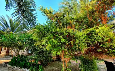 a group of trees and palm trees in a yard at Sekhmet Retreat Centre in Luxor