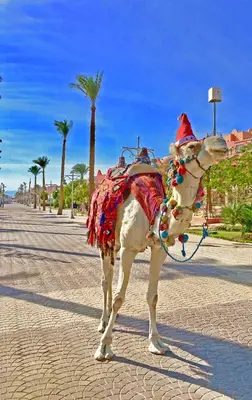 a white camel with a santa hat on at Modern Mountain View on The Touristic Promenade in Hurghada