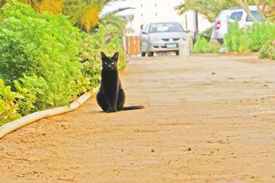 a black cat is sitting on a sidewalk at Modern Mountain View on The Touristic Promenade in Hurghada