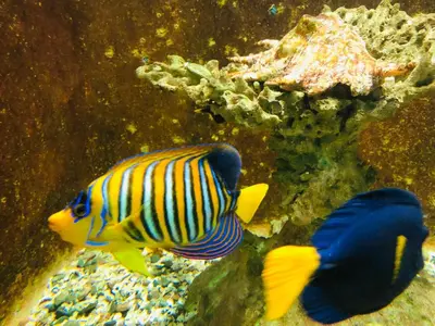 two colorful fish in an aquarium next to a reef at Red Sea Tiba plaza Apartment in Hurghada