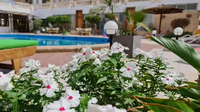 a bunch of white flowers in front of a pool at Zak Inn in Hurghada