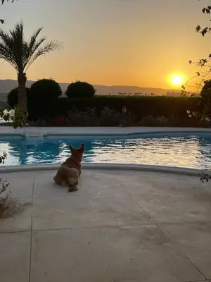 a cat sitting next to a swimming pool at sunset at Snow White Villa in Hurghada