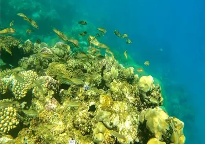a coral reef with fish in the ocean at Dolphin Continental Hotel in Quseir