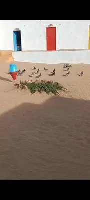 a group of birds in the sand on a beach at بيت شمس in Aswan