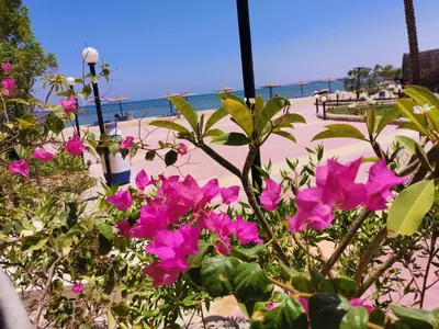 a bunch of pink flowers in front of a beach at منتجع سيسيليا cecelia resort in Hurghada