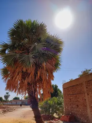 a palm tree in front of a brick wall at Mostafa Nubian Guesthouse in Najâ€˜ al MadÄbb