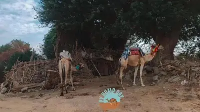 two camels standing in the dirt near a tree at Torya Nubian House in Aswan
