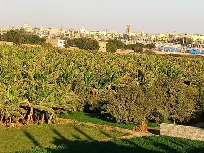 a field of crops with a city in the background at Lucky House in Luxor
