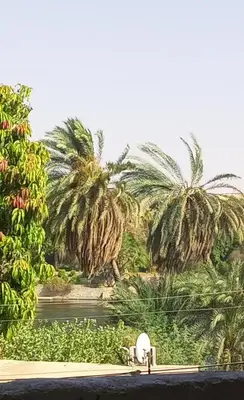 a group of palm trees and a body of water at NUBA ONe in Aswan